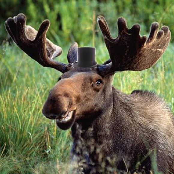 mooseuncle